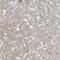 GCN1 Activator Of EIF2AK4 antibody, HPA019648, Atlas Antibodies, Immunohistochemistry frozen image 