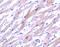 Uracil DNA Glycosylase antibody, 3865, ProSci Inc, Immunohistochemistry paraffin image 