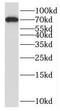 Solute Carrier Family 9 Member A9 antibody, FNab07976, FineTest, Western Blot image 
