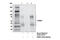 Interferon Gamma Receptor 1 antibody, 10405S, Cell Signaling Technology, Immunoprecipitation image 