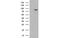 Gephyrin antibody, MBS532777, MyBioSource, Western Blot image 