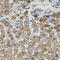 Neurotrophin 3 antibody, STJ114350, St John