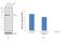 Thioredoxin Reductase 1 antibody, LF-MA0015, Invitrogen Antibodies, Western Blot image 