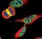 Baculoviral IAP Repeat Containing 5 antibody, MA5-15077, Invitrogen Antibodies, Immunofluorescence image 