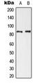 Cortactin antibody, LS-C353975, Lifespan Biosciences, Western Blot image 