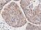 Leucine Carboxyl Methyltransferase 1 antibody, MA5-25602, Invitrogen Antibodies, Immunohistochemistry frozen image 