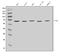 CGAS antibody, A31676-1, Boster Biological Technology, Western Blot image 