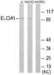 Elongin A antibody, LS-B12523, Lifespan Biosciences, Western Blot image 