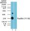 Paxillin antibody, PA5-23327, Invitrogen Antibodies, Western Blot image 