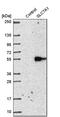 Solute Carrier Family 7 Member 1 antibody, PA5-58899, Invitrogen Antibodies, Western Blot image 