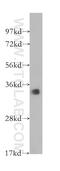 Cell Division Cycle 34 antibody, 10964-2-AP, Proteintech Group, Western Blot image 