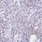 Dmrt7 antibody, NBP1-91839, Novus Biologicals, Immunohistochemistry paraffin image 