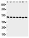 C-Terminal Binding Protein 2 antibody, PA5-79085, Invitrogen Antibodies, Western Blot image 