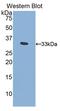 Pitrilysin Metallopeptidase 1 antibody, LS-C295927, Lifespan Biosciences, Western Blot image 