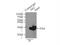 Adenylate Kinase 2 antibody, 11014-1-AP, Proteintech Group, Immunoprecipitation image 