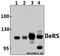 Isoleucyl-TRNA Synthetase 2, Mitochondrial antibody, A09580Y97, Boster Biological Technology, Western Blot image 