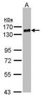 PHD Finger Protein 20 antibody, PA5-27878, Invitrogen Antibodies, Western Blot image 