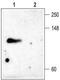 Potassium Voltage-Gated Channel Subfamily C Member 4 antibody, TA328934, Origene, Western Blot image 