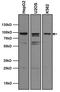 Aryl Hydrocarbon Receptor antibody, MA1-514, Invitrogen Antibodies, Western Blot image 