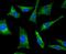 Ras Homolog, MTORC1 Binding antibody, NBP2-75646, Novus Biologicals, Immunocytochemistry image 