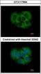 FGFR1 Oncogene Partner 2 antibody, GTX117894, GeneTex, Immunocytochemistry image 