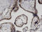 Zinc Finger Protein 232 antibody, LS-C133980, Lifespan Biosciences, Immunohistochemistry paraffin image 