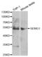 Semenogelin 1 antibody, abx004204, Abbexa, Western Blot image 