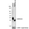 Heterogeneous Nuclear Ribonucleoprotein A2/B1 antibody, NBP2-56497, Novus Biologicals, Western Blot image 