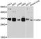 Cyclin Dependent Kinase 2 antibody, A2254, ABclonal Technology, Western Blot image 