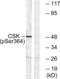 C-Terminal Src Kinase antibody, LS-C198851, Lifespan Biosciences, Western Blot image 