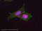 Catenin Alpha 1 antibody, ab51032, Abcam, Immunofluorescence image 