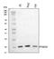 Prostaglandin E Synthase 2 antibody, A06706-2, Boster Biological Technology, Western Blot image 