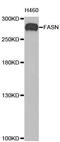 FAS antibody, A0462, ABclonal Technology, Western Blot image 