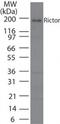 RPTOR Independent Companion Of MTOR Complex 2 antibody, PA1-41209, Invitrogen Antibodies, Western Blot image 