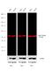 Rat IgG Isotype Control antibody, A-21096, Invitrogen Antibodies, Western Blot image 