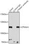 Catenin Alpha 1 antibody, 19-768, ProSci, Immunoprecipitation image 