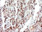 Necdin, MAGE Family Member antibody, LS-C788390, Lifespan Biosciences, Immunohistochemistry frozen image 