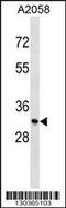 Monoglyceride lipase antibody, 58-776, ProSci, Western Blot image 