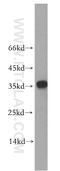 Pleckstrin Homology Domain Containing A3 antibody, 11292-1-AP, Proteintech Group, Western Blot image 