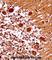 Mesenchyme Homeobox 1 antibody, abx028147, Abbexa, Western Blot image 