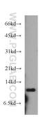 Cytochrome c oxidase subunit 6B2 antibody, 11437-1-AP, Proteintech Group, Western Blot image 