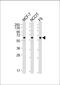 Kruppel Like Factor 4 antibody, M00120-2, Boster Biological Technology, Western Blot image 