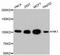 Hexokinase 1 antibody, abx125339, Abbexa, Western Blot image 