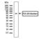 Protein Disulfide Isomerase Family A Member 2 antibody, 710081, Invitrogen Antibodies, Western Blot image 