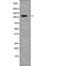 RB Transcriptional Corepressor 1 antibody, PA5-64767, Invitrogen Antibodies, Western Blot image 