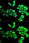 Bestrophin 1 antibody, GTX65886, GeneTex, Immunofluorescence image 