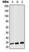 CD8b Molecule antibody, LS-C353728, Lifespan Biosciences, Western Blot image 