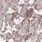 RAS P21 Protein Activator 1 antibody, NBP2-55354, Novus Biologicals, Immunohistochemistry paraffin image 