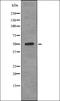AP2M1 antibody, orb336120, Biorbyt, Western Blot image 