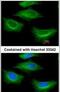 Tubulin Beta 2A Class IIa antibody, PA5-27552, Invitrogen Antibodies, Immunofluorescence image 